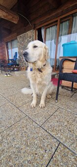 Zlaty retriever - 3