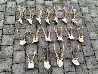 Srnčie trofeje parohy - 3