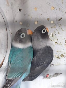 Predam agapornis - 3