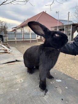 Belgický obor - čierny, albín - 3