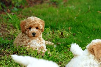 Maltipoo (malteze +Pudel = maltipoo) - 3