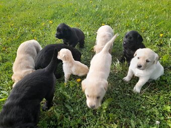 Labrador retriever - šteniatka bez PP - 3