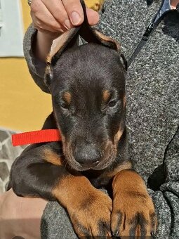 DOBERMAN ŠTENIATKA S FCI P.P - 3