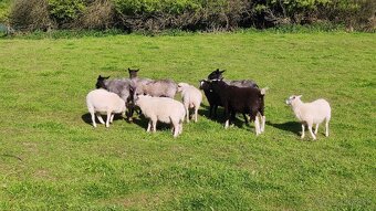 Romanovska ovca, Baran Dopper, Texel a Šarolak - 3
