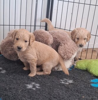 Goldendoodle - 3