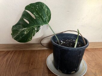 Monstera albo variegta - 3