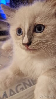 Ragdoll kocúrikovia:), s fliačikom na nošteku rezervovaný - 3