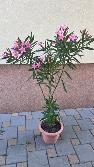 Krásny ružový Oleander - 3