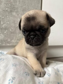 Predám šteniatka mops - 3