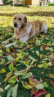 Zlatý retriever na krytie - 3