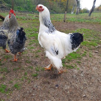 Brahmanka veľká biela- Columbia - 3