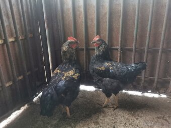 Predám mladých kohútov - 3
