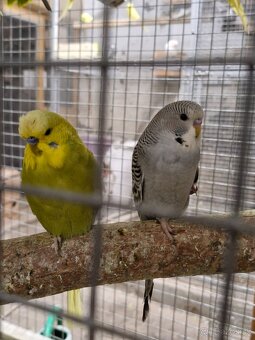 Predám andulky po polovystavnych rodičoch - 3