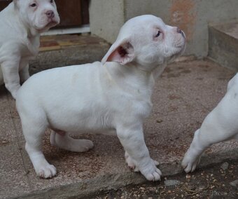 American bully pocket/ standard - 3