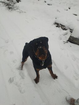 Rottweiler na krytie - 3