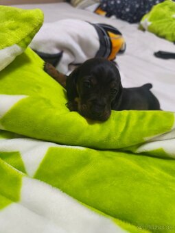 Trpaslíci jazvečík - 3