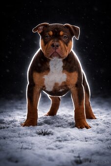 American Bully XL - 3