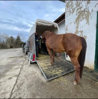 Preprava koní, tréningy, vychádzky - 3