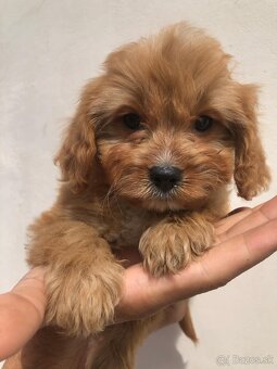 Cavapoo(cavalier+Pudel ) - 3