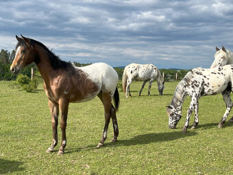 Ročná kobylka Appaloosa - 3