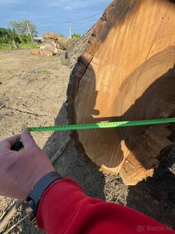Na predaj – kvalitný kmeň orecha, priemer 90 cm, dĺžka 3,5m - 3