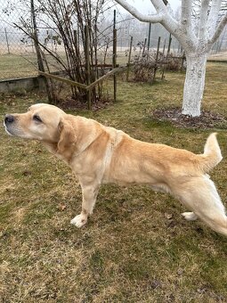Labrador retriever - 3
