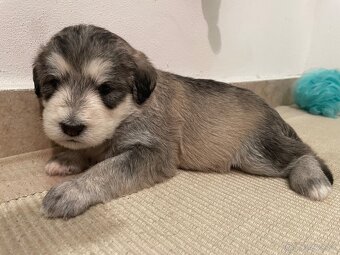 Hladame domov❤️ REZERVOVANE🤗 - 3