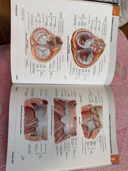 Netterov anatomický atlas - 3