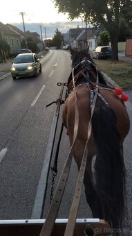 Predám ťažnú kobylu s PAPIERMI - 3