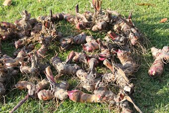 Kana indická - Canna indica - 3