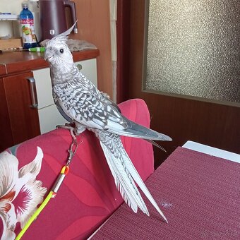 Korela Perlova vystavnea ručne dokrmena - 3