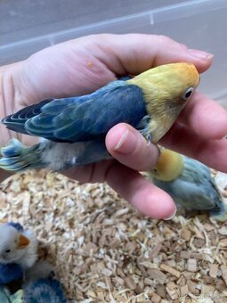 Rucne dokrmovane agapornisy fischer tyrkys opalin euwing - 3