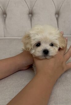 Maltipoo miniatúrne šteniatka - 3