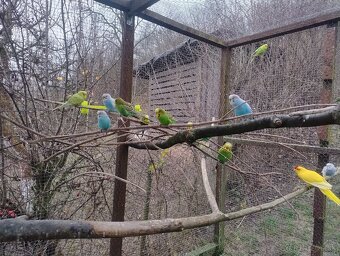 Predám tohtoročné andulky - 3