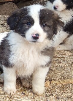 Darujem šteniatka - 3