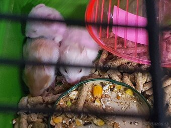 Sýrske škrečky - 3