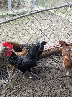 Kohut Ayam Ceman. - 3