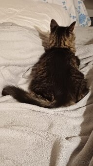 Domáci kocúrik - 3