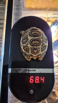 Korytnačka leopardia - 3