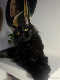 Mačka Maine Coon - 3
