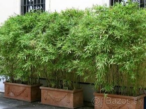 1-4 metrové bambusy na živý plot Predám vždy zelený bambus - - 3