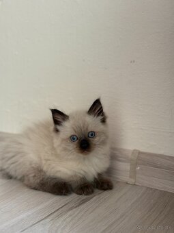 Predám mačiatka ragdoll - 3