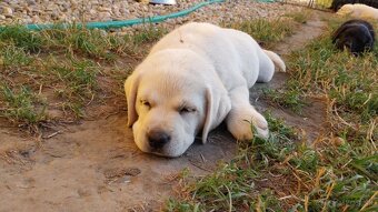 Labrador s PP žlté a čierne šteniatka - 3