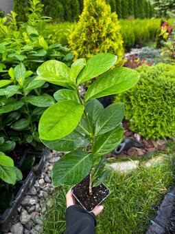 vavrinovec 30-40cm/3€ - 3