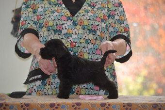 Bradáč malý čierny - šteniatka - 3