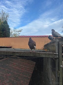 Ruším chov holubov - 3