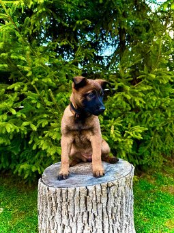 Belgický ovčák Malinois s PP 7.týdnů - 3