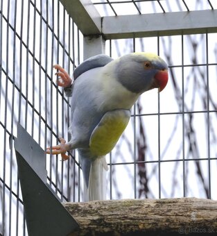 Alexander malý chovný pár - 3