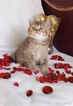 Britske maciatko na rezervácie - 3