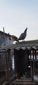 Predám pávy - 3